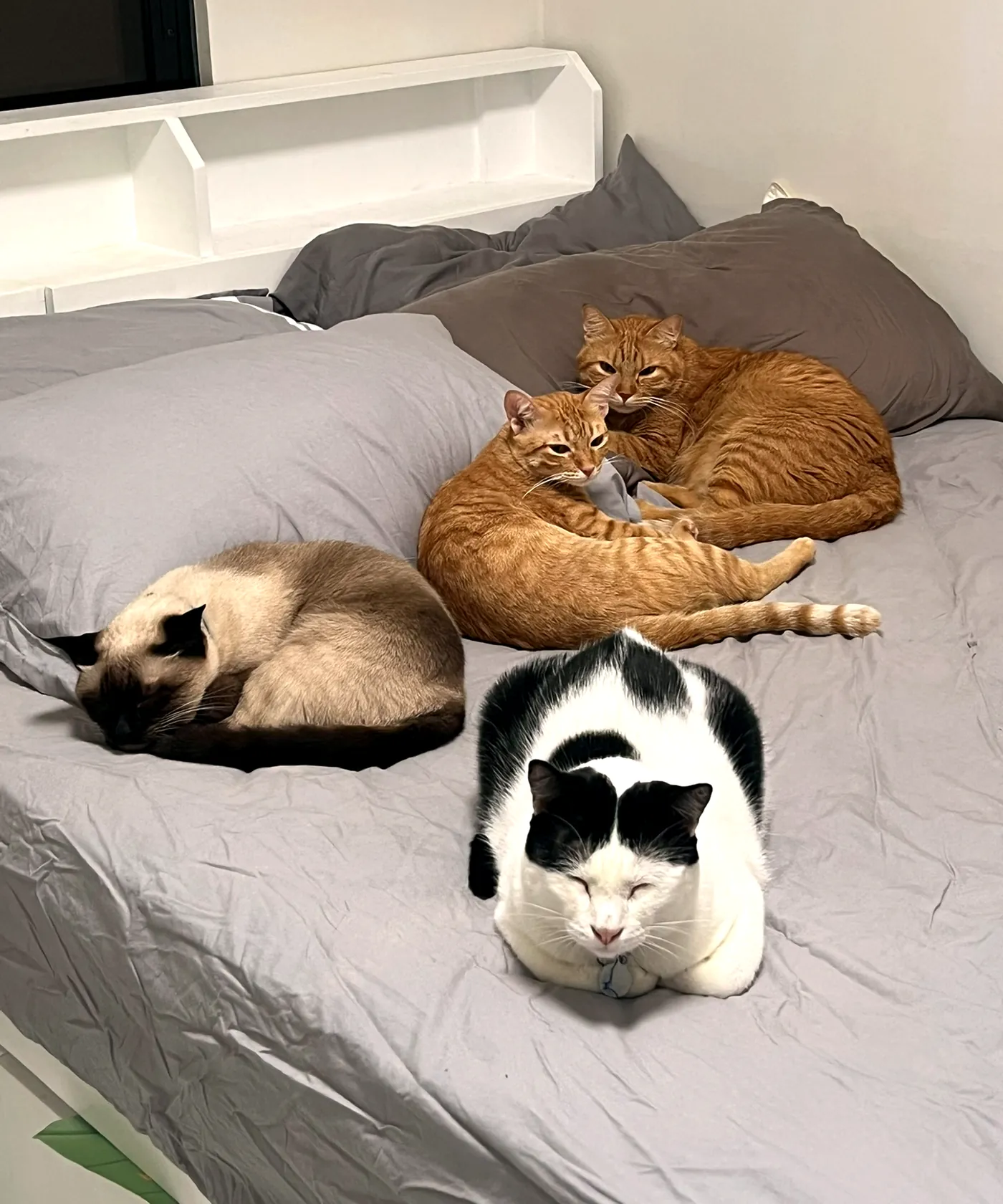 Lina, Luka, Noona, and Miko resting together on the founders' bed.