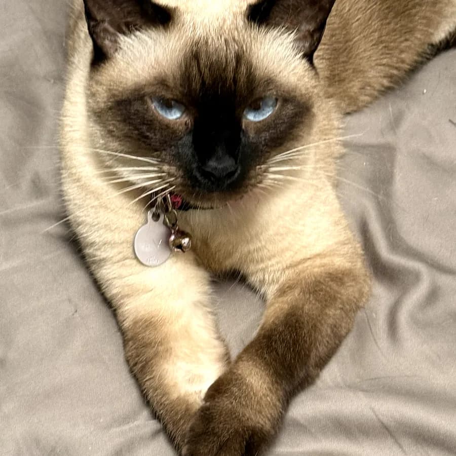 Lina, a seal-point cat with blue eyes, resting with her front paws crossed.