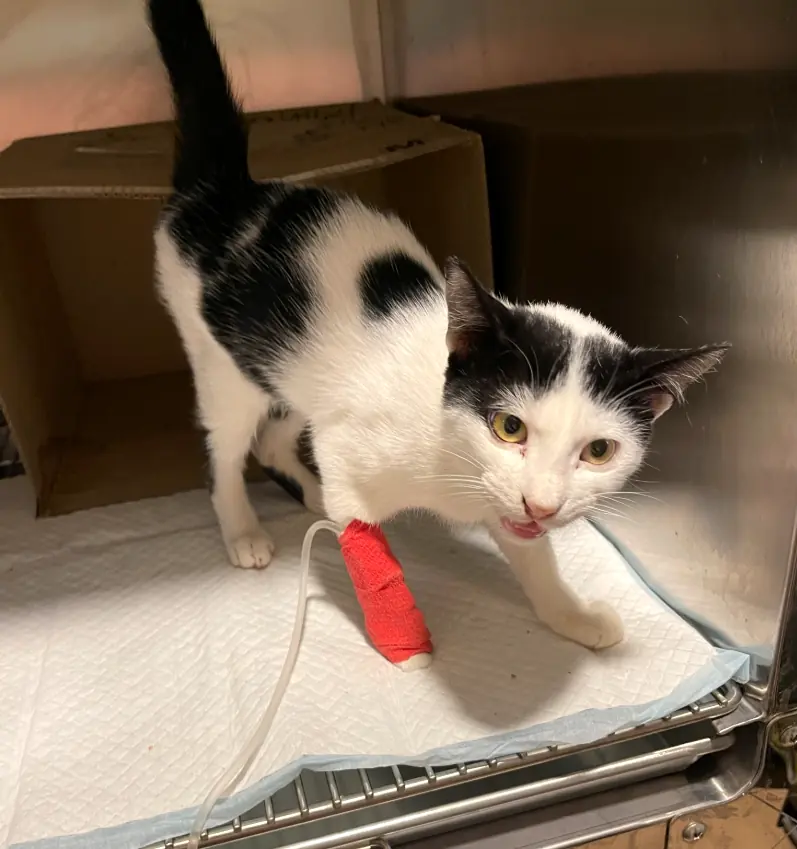 Miko standing in a veterinary kennel with a red bandage on his front leg during parvovirus treatment.